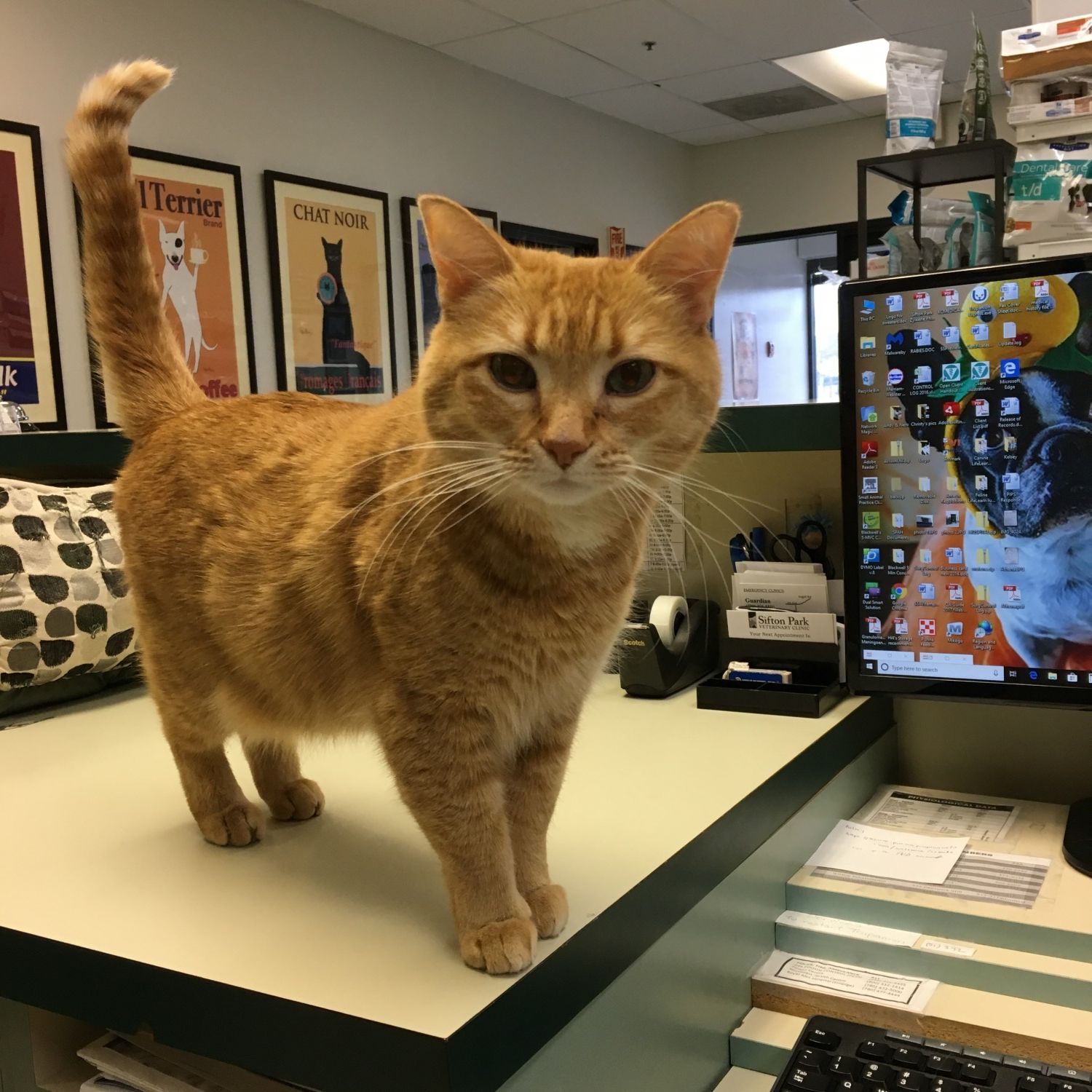 Picture of clinic cat