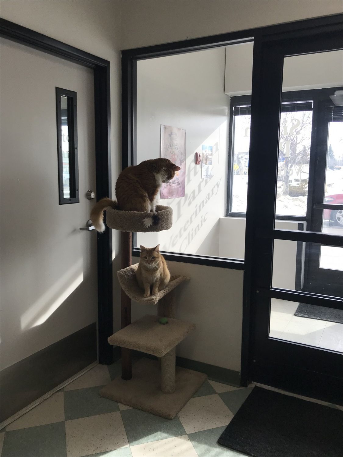 Picture of cat tree in lobby