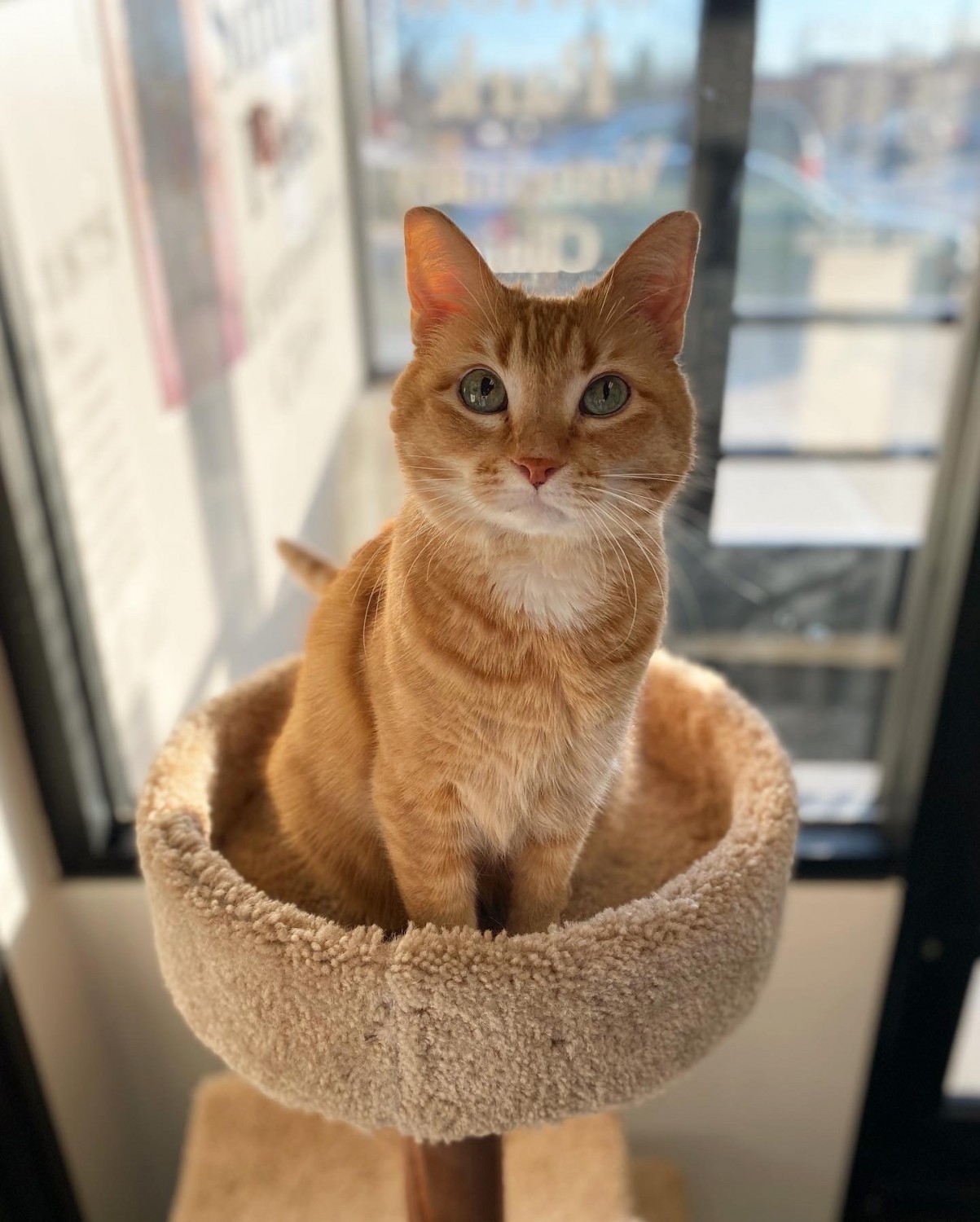 George update