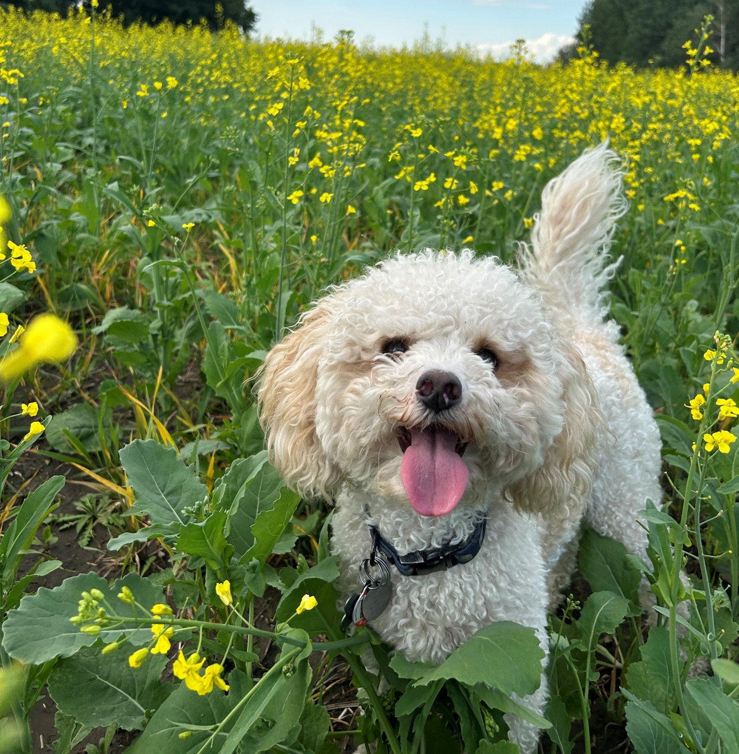 oakley